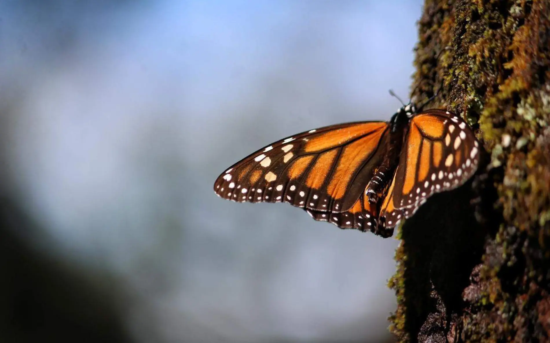 Mariposa Monarca  4